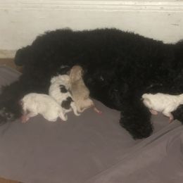 Poodle, Yorkipoo, and Yorkshire Terrier Puppies from Tuts Pups Cafe