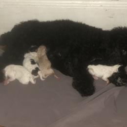 Poodle, Yorkipoo, and Yorkshire Terrier Puppies from Tuts Pups Cafe
