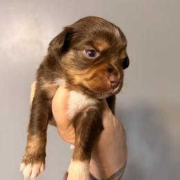 Zinna - Red tri female Miniature Australian Shepherd puppy in Buchanan, Georgia from Stanleyville Farm Mini Aussies