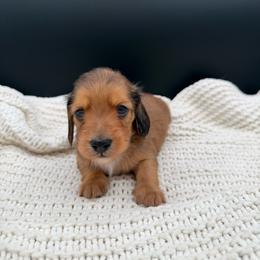 Shaded red dapple boy - Dapple male Dachshund puppy in Beaver, Pennsylvania from Meaden’s Mini Dachshunds