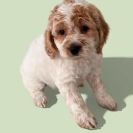 Baby - Red and white female Cockapoo puppy in Connersville, Indiana from MoonShine Babies