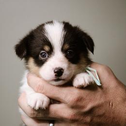 Mary - Black and tan female Pembroke Welsh Corgi puppy in South Otselic, New York from Ridge Top Corgis