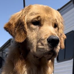 DJ - Golden Retriever