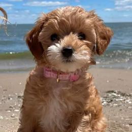 Goldendoodle Puppies from Mini Island Doodles