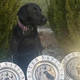 Storm - Labrador Retriever