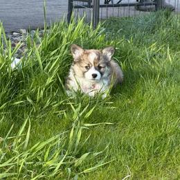 Clover - Sable female Pembroke Welsh Corgi puppy in Menomonie, Wisconsin from Rocking Ridge Ranch