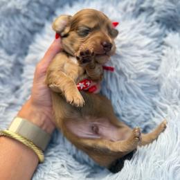 Winston - Cream male Dachshund puppy in Weatherford, Texas from Boujee Dachshunds