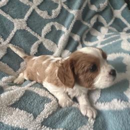 Cavalier King Charles Spaniel Puppies from Dawson’s Creek Breeding