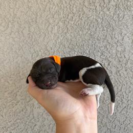 Orange boy - Liver and white male German Shorthaired Pointer puppy in Escalon, California from Valley Pointers