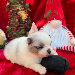 Pomeranian Puppies from Pommies of LA