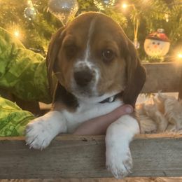 Girl 3 - Beagle puppy from Lil Kountry Pocket Beagles