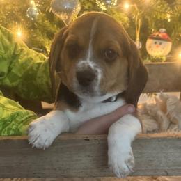 Girl 3 - Beagle puppy from Lil Kountry Pocket Beagles