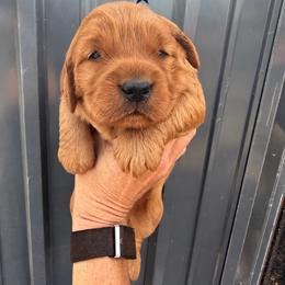 Rooster - Dark golden male Golden Retriever puppy in Rexburg, Idaho from Teton View Golden Retrievers
