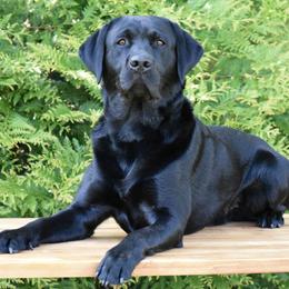 Loki - Labrador Retriever