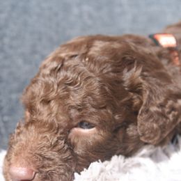 Aussiedoodle Puppies from Stephanie Taylor