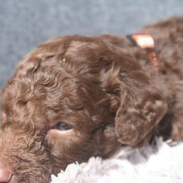 Aussiedoodle Puppies from Stephanie Taylor