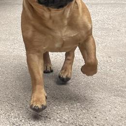 French Bulldogs from For The Love Of Frenchies