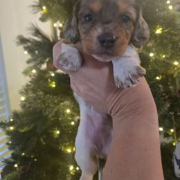Camille - Dapple female Dachshund puppy in Berry, Alabama from Whisper Gray