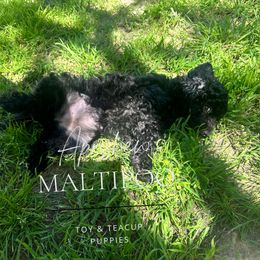 Katrina - Black Maltipoo puppy in Weatherford, Texas from Aprishew Maltipoo