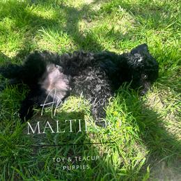 Katrina - Black Maltipoo puppy in Weatherford, Texas from Aprishew Maltipoo