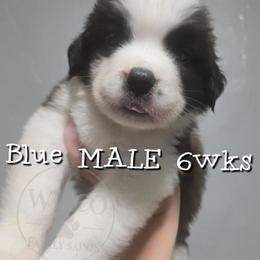 Blue collar - Mahogany and white male Saint Bernard puppy in Seymour, Wisconsin from Wisco Family Saints