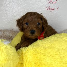 Goldendoodle and Poodle Puppies from Katy's Toy Poodles & Doodles