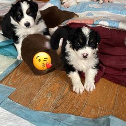 Australian Shepherd Puppies from Misty Feather Aussies
