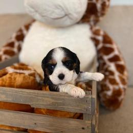 Cavalier King Charles Spaniel Puppies from SHANNON'S CAVALIERS