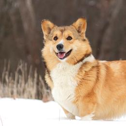 Cassie - Pembroke Welsh Corgi