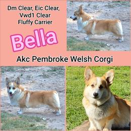 Bella - Pembroke Welsh Corgi