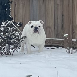 Pirate - Bulldog