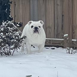 Pirate - Bulldog