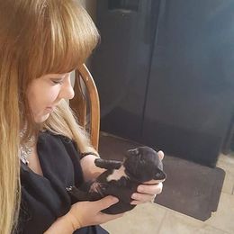 French Bulldog Puppies from Ginny's Frenchie's