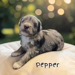 Pepper - Blue merle female Aussiedoodle puppy in Lebanon, Oregon from Abbott Family Farm