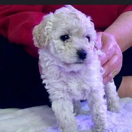 Zola - Cream female Poodle puppy in North Prince George, Virginia from ROYAL VISTA