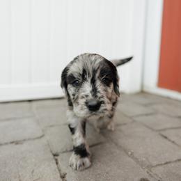 Marty - Black Collar - Merle male Goldendoodle puppy in Newell, Iowa from Front Porch Goldens