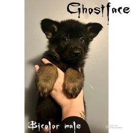Ghostface - Bi-color male German Shepherd puppy in Lewisburg, Kentucky from RED’s German Shepherds