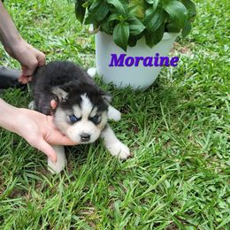Moraine - Black and white female Siberian Husky puppy in Meridian, Mississippi from JJ's Huskies