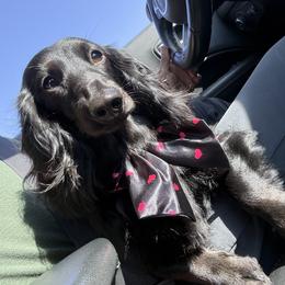 Eden - Dachshund