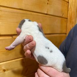 Lilac Pie Tanpoint carrier - Silver male Great Dane puppy in Greenville, South Carolina from Allen’s Ridge Ranch