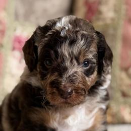 Ramona Quinby - Chocolate female Cavapoo puppy in Beckley, West Virginia from By Design Doodles