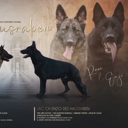 German Shepherd puppies from Des Hausraben Shepherds