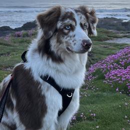 Australian Shepherds from Sadie Blue's Willamette Valley Aussies