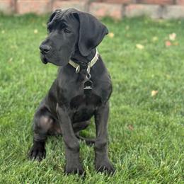 Atlas - Black male Great Dane puppy in Grand Junction, Colorado from Top Brackett Danes