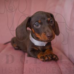 Lucky charms - Chocolate and tan male Dachshund puppy in Temecula, California from Naomi Magee's Dachshund Kennel