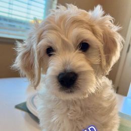 Goldendoodle Puppies from Pacific Goldendoodle, LLC