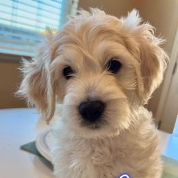 Goldendoodle Puppies from Pacific Goldendoodle, LLC