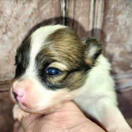 Joy - White female Companion Cross puppy in Davenport, Washington from Lovely Ladies and Little Asses Miniature Equines (L3A Pomeranians & Papillons)