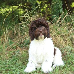 Dallas - Chocolate male Australian Labradoodle puppy in Williamstown, New York from Lewis Manor Labradoodles