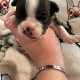 Teddy - Black brindle and white male Boston Terrier puppy in Whittemore, Michigan from Woof Pack